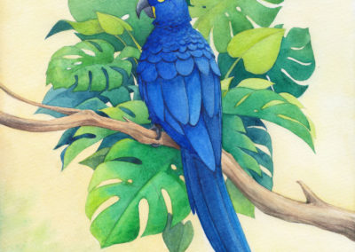Ara bleu et monstera